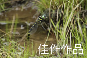産卵中のオニヤンマ